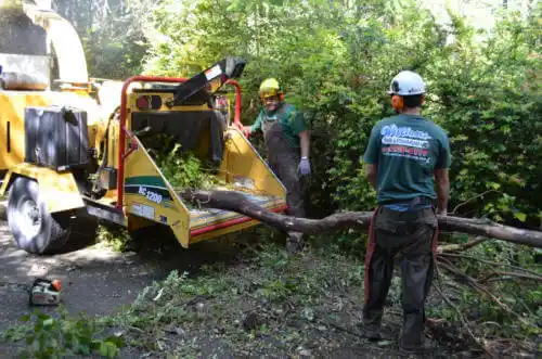 tree services Port Charlotte